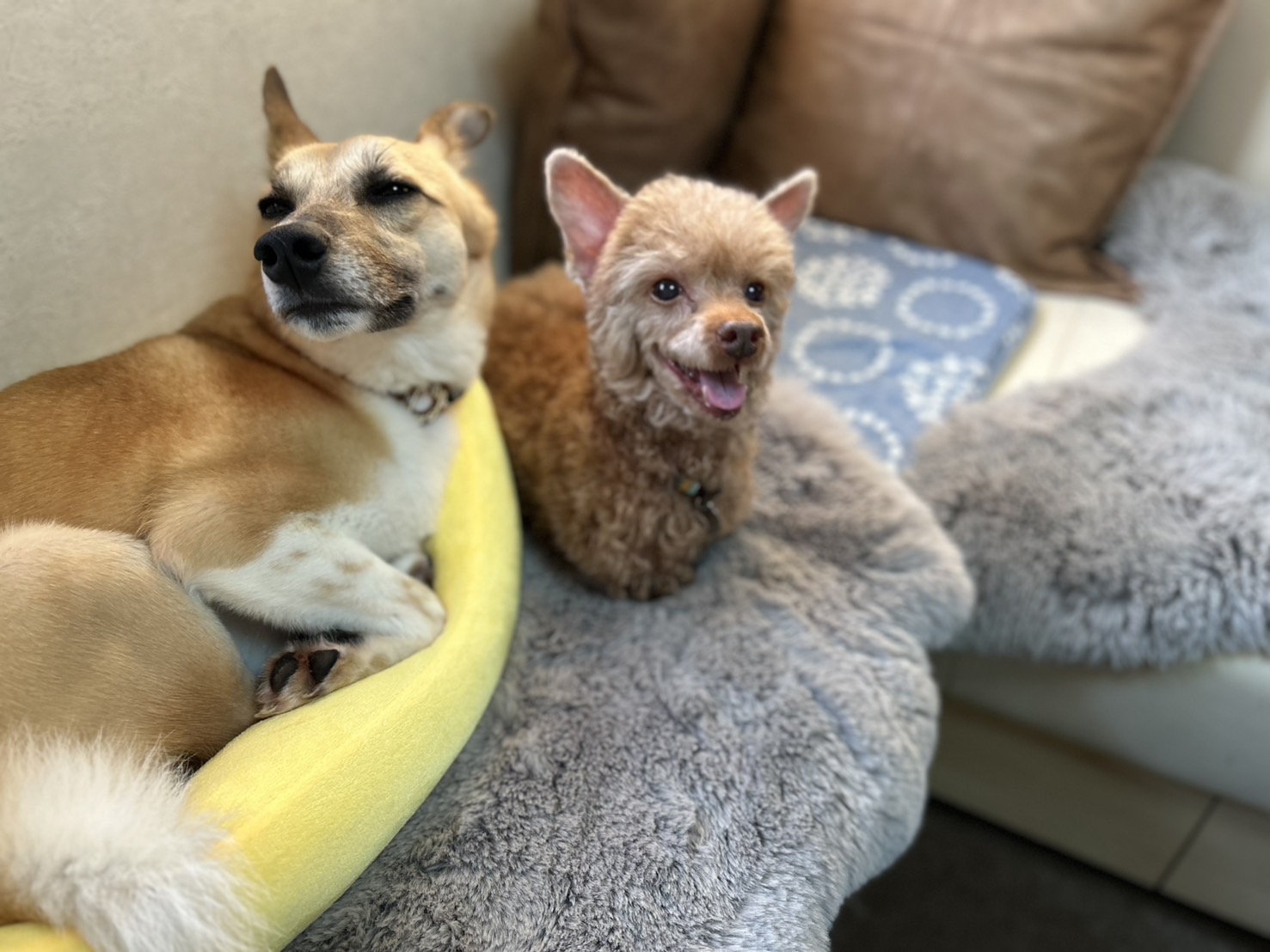 自宅のソファでくつろぐ2頭の犬