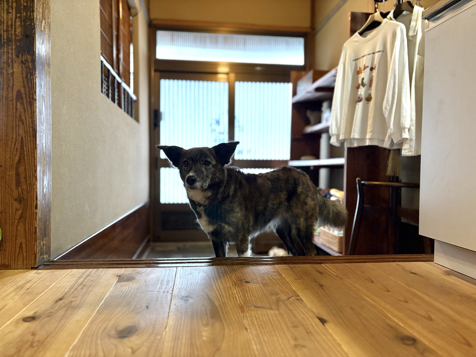 玄関先でこちらを見つめる犬