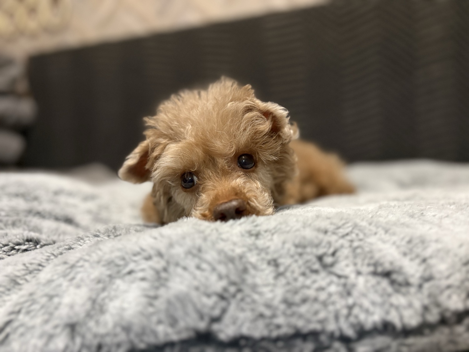 訪問ケアを受けるシニア犬