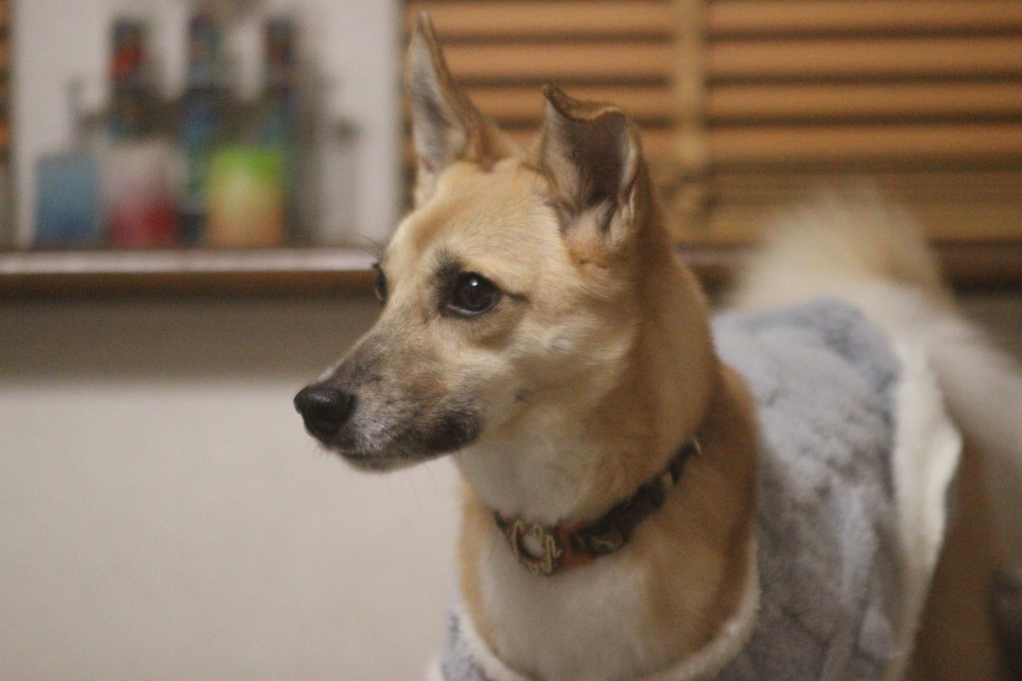 こちらを見つめるシニア犬